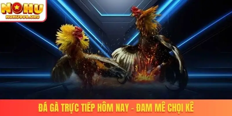 Đá gà trực tiếp hôm nay