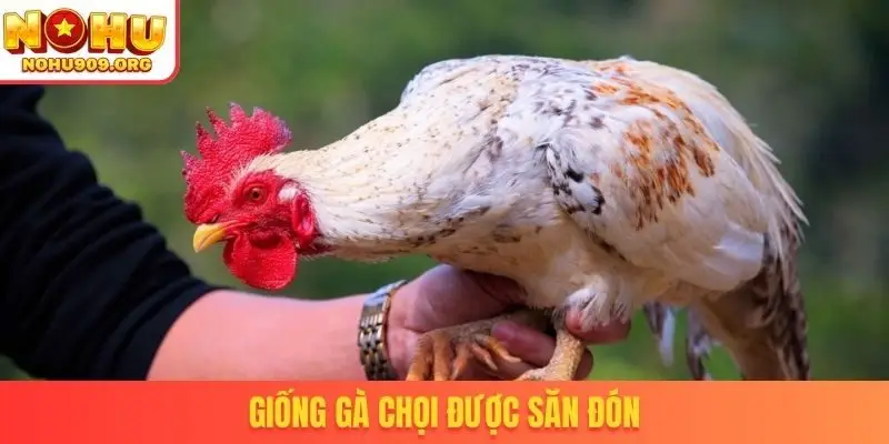 Giống gà chọi được săn đón