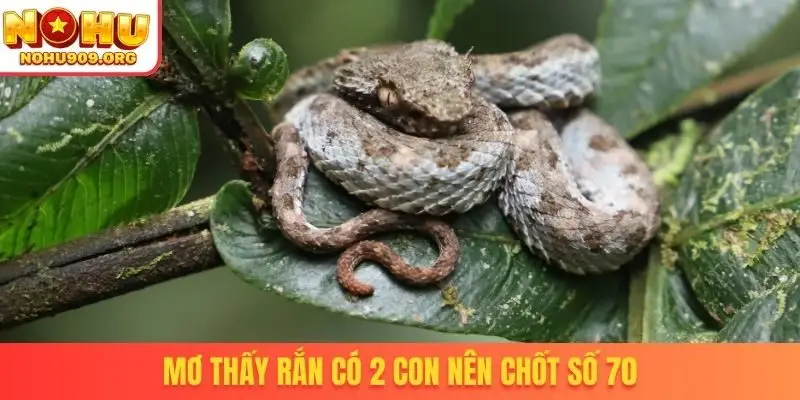 Mơ thấy rắn có 2 con nên chốt số 70