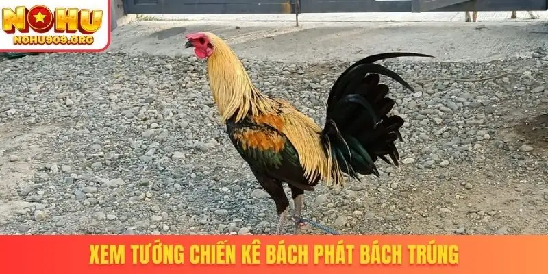Xem tướng chiến kê bách phát bách trúng